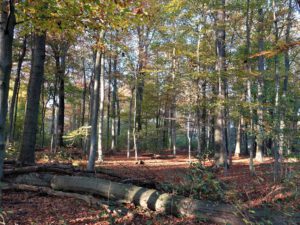 Stadwald Gelsenkirchen-Buer