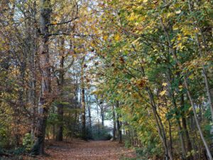 Stadwald Gelsenkirchen-Buer
