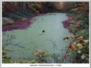 Stadwald Gelsenkirchen-Buer