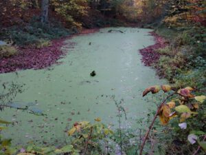 Stadwald Gelsenkirchen-Buer