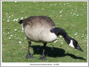 Gelsenkirchen-Bulmke Hüllen im April 2020