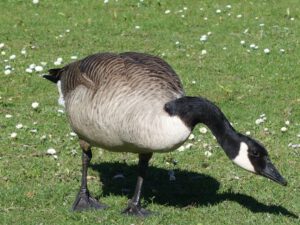 Gelsenkirchen-Bulmke Hüllen im April 2020