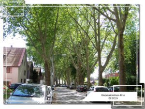 Gelsenkirchen Erle im Juni 2019