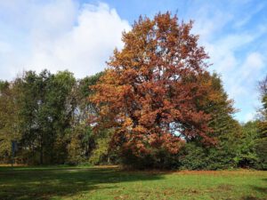 Gelsenkirchen Erle im Oktober 2020