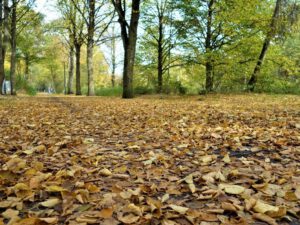 Gelsenkirchen Erle im Oktober 2020