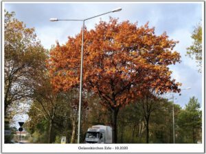 Gelsenkirchen Erle im Oktober 2020