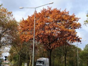 Gelsenkirchen Erle im Oktober 2020