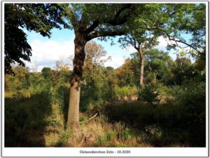 Gelsenkirchen Erle im Oktober 2020