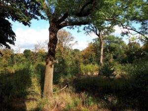 Gelsenkirchen Erle im Oktober 2020