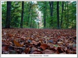 Gelsenkirchen Erle im Oktober 2020