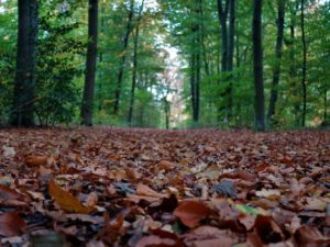 Gelsenkirchen Erle im Oktober 2020