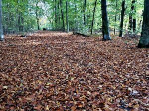 Gelsenkirchen Erle im Oktober 2020