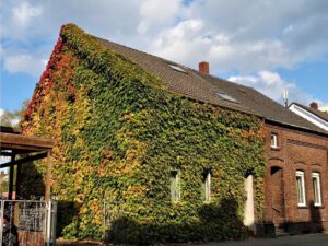 Gelsenkirchen Erle im Oktober 2020