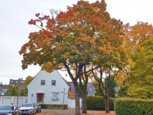Gelsenkirchen-Erle im Oktober 2021