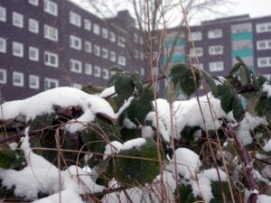 Winter in Gelsenkirchen Erle im Februar 2021