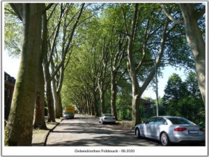 Gelsenkirchen Feldmark im Mai 2020