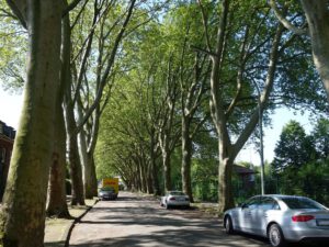 Gelsenkirchen Feldmark im Mai 2020