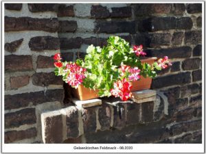 Gelsenkirchen Feldmark im August 2020