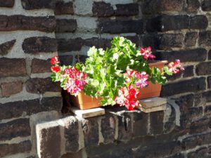 Gelsenkirchen Feldmark im August 2020