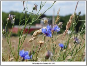 Der Glück Auf Park in Gelsenkirchen-Hassel im Juni 2020