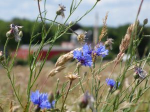 Der Glück Auf Park in Gelsenkirchen-Hassel im Juni 2020