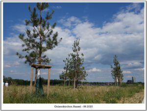 Der Glück Auf Park in Gelsenkirchen-Hassel im Juni 2020