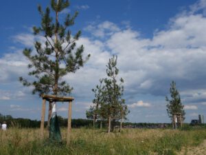 Der Glück Auf Park in Gelsenkirchen-Hassel im Juni 2020