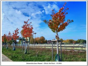 Der Glück Auf Park in Gelsenkirchen-Hassel im Oktober 2021