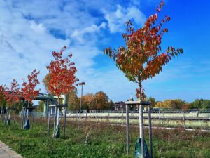 Der Glück Auf Park in Gelsenkirchen-Hassel im Oktober 2021