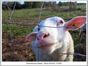 Der Glück Auf Park in Gelsenkirchen-Hassel im Oktober 2021