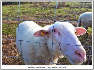 Der Glück Auf Park in Gelsenkirchen-Hassel im Oktober 2021