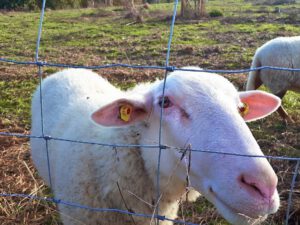 Der Glück Auf Park in Gelsenkirchen-Hassel im Oktober 2021