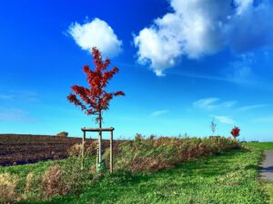 Der Glück Auf Park in Gelsenkirchen-Hassel im Oktober 2021