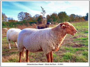 Der Glück Auf Park in Gelsenkirchen-Hassel im Oktober 2021