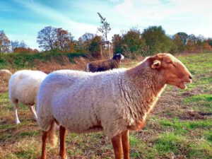 Der Glück Auf Park in Gelsenkirchen-Hassel im Oktober 2021