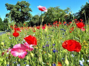 Gelsenkirchen-Horst im Mail 2021