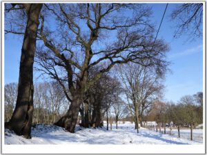 Winter in Gelsenkirchen Resse im Februar 2021