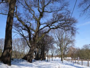 Winter in Gelsenkirchen Resse im Februar 2021