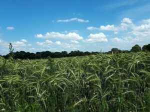 Gelsenkirchen-Resse im Juni 2020