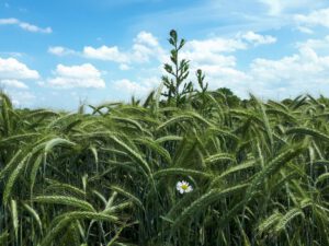 Gelsenkirchen-Resse im Juni 2020