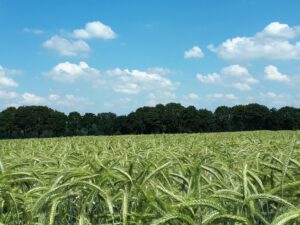 Gelsenkirchen-Resse im Juni 2020