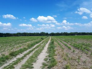 Gelsenkirchen-Resse im Juni 2020