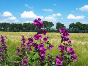 Gelsenkirchen-Resse im Juni 2020