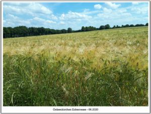 Gelsenkirchen-Resse im Juni 2020