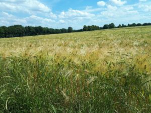 Gelsenkirchen-Resse im Juni 2020