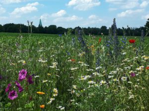 Gelsenkirchen-Resse im Juni 2020