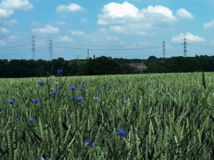 Gelsenkirchen-Resse im Juni 2020