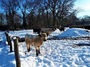 Winter in Gelsenkirchen Resse im Februar 2021