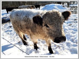 Winter in Gelsenkirchen Resse im Februar 2021