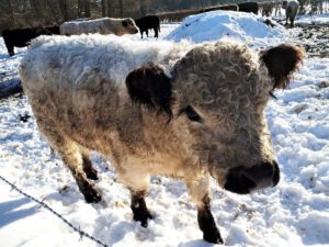 Winter in Gelsenkirchen Resse im Februar 2021